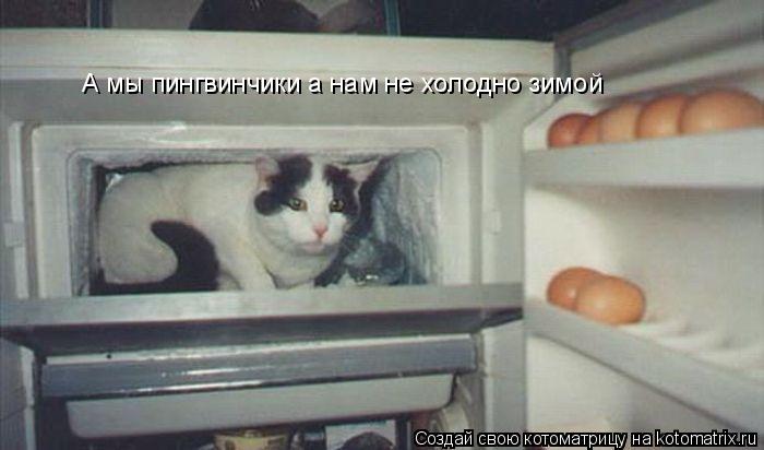 А мы пингвинчики а нам не холодно зимой... Котоматрица: А мы пингвинчики а нам не холодно зимой