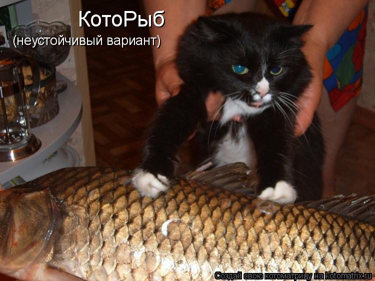 КотоРыб (неустойчивый вариант)... Котоматрица: КотоРыб (неустойчивый вариант)