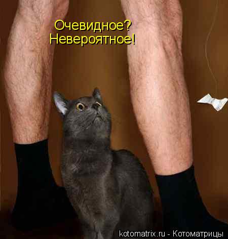 Очевидное? Невероятное!... Котоматрица: Очевидное? Невероятное!