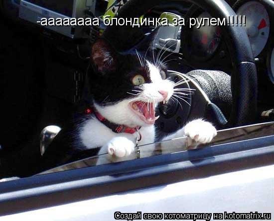 -аааааааа блондинка за рулем!!!!!... Котоматрица: -аааааааа блондинка за рулем!!!!!