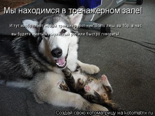 Мы находимся в тренажерном зале! И тут изобрел кот новый тренажер "рот-ник"Всего лиш за 10р. в час ... Котоматрица: Мы находимся в тренажерном зале! И тут изобрел кот новый тренажер "рот-ник"Всего лиш за 10р. в час вы будете иметь мускулистый рот или быстро
