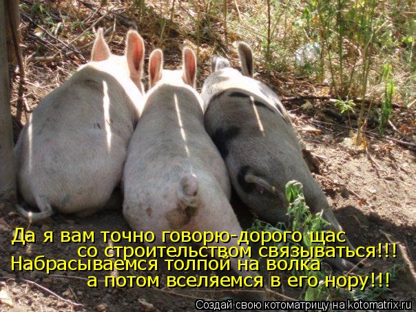 Да я вам точно говорю-дорого щас со строительством связываться!!! Набрасываемся толпой на волка а пот... Котоматрица: Да я вам точно говорю-дорого щас со строительством связываться!!! Набрасываемся толпой на волка а потом вселяемся в его нору!!!