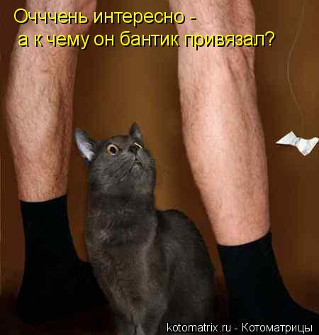 Очччень интересно - а к чему он бантик привязал?... Котоматрица: Очччень интересно - а к чему он бантик привязал?