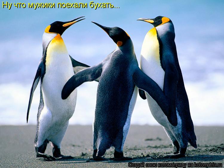 Ну что мужики поехали бухать...... Котоматрица: Ну что мужики поехали бухать...