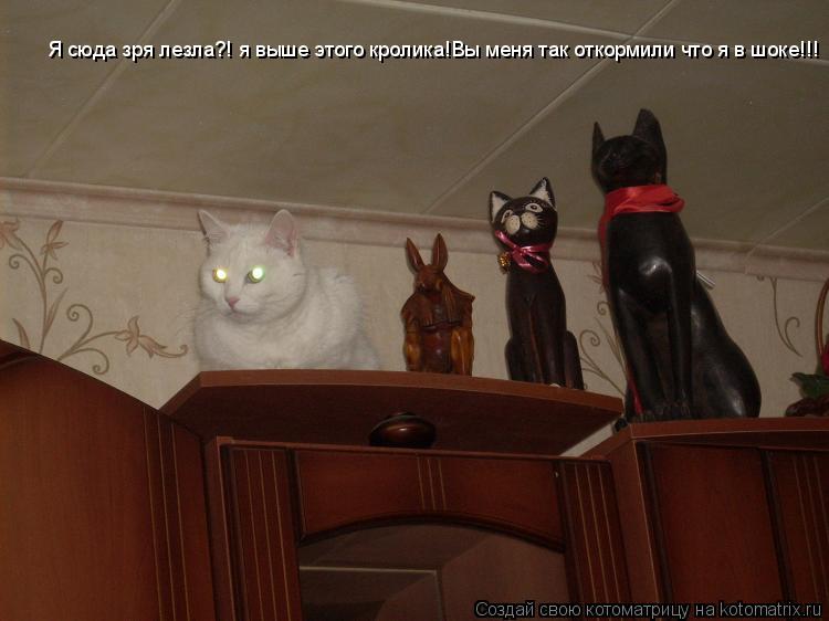 Я сюда зря лезла?! я выше этого кролика!Вы меня так откормили что я в шоке!!!... Котоматрица: Я сюда зря лезла?! я выше этого кролика!Вы меня так откормили что я в шоке!!!