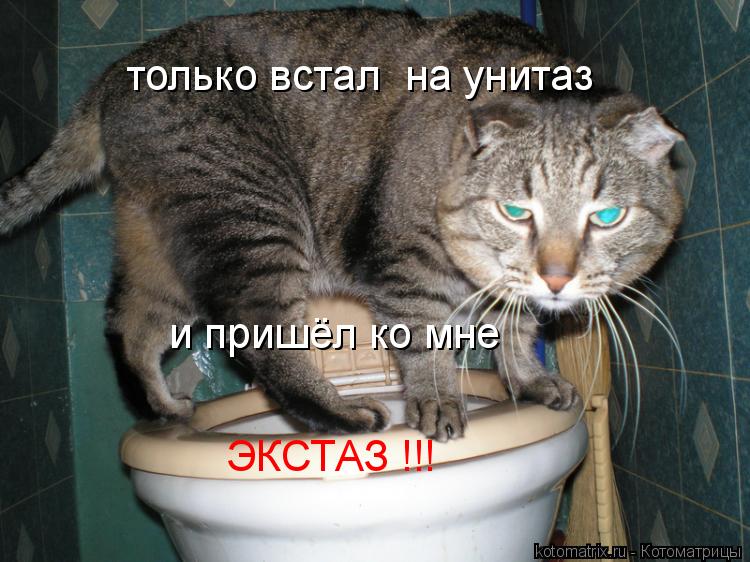только встал на унитаз и пришёл ко мне ЭКСТАЗ !!!... Котоматрица: только встал на унитаз и пришёл ко мне ЭКСТАЗ !!!
