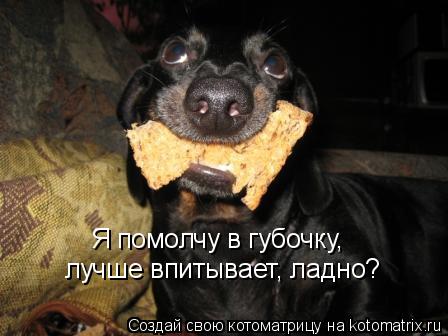 Котоматрица: Я помолчу в губочку, лучше впитывает, ладно?