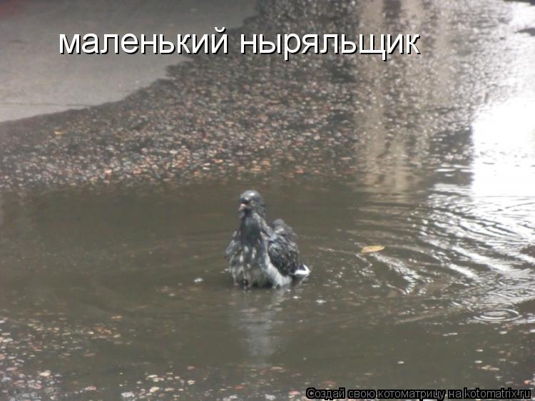 маленький ныряльщик... Котоматрица: маленький ныряльщик