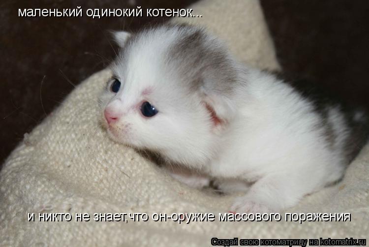 маленький одинокий котенок... и никто не знает,что он-оружие массового поражения... Котоматрица: маленький одинокий котенок... и никто не знает,что он-оружие массового поражения