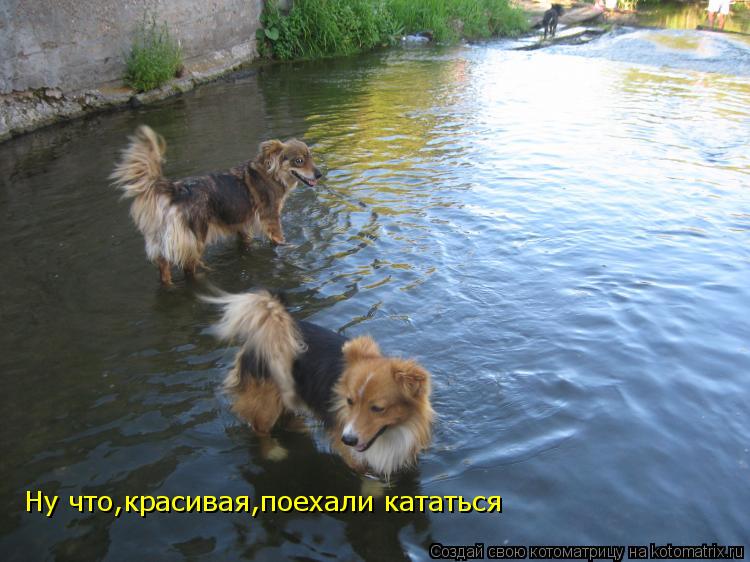 Ну что,красивая,поехали кататься... Котоматрица: Ну что,красивая,поехали кататься