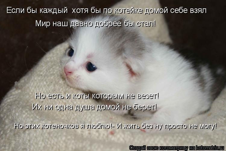 Если бы каждый хотя бы по котейке домой себе взял Мир наш давно добрее бы стал! Но есть и коты кото... Котоматрица: Если бы каждый хотя бы по котейке домой себе взял Мир наш давно добрее бы стал! Но есть и коты которым не везет! Их ни одна душа домой не бере