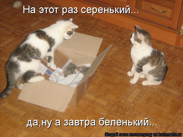 На этот раз серенький... да,ну а завтра беленький...... Котоматрица: На этот раз серенький... да,ну а завтра беленький...