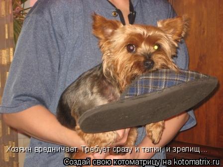 Хозяин вредничает. Требует сразу и тапки, и зрелищ...... Котоматрица: Хозяин вредничает. Требует сразу и тапки, и зрелищ...