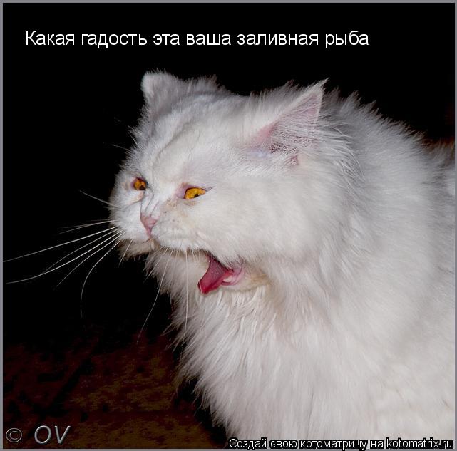 Какая гадость эта ваша заливная рыба... Котоматрица: Какая гадость эта ваша заливная рыба