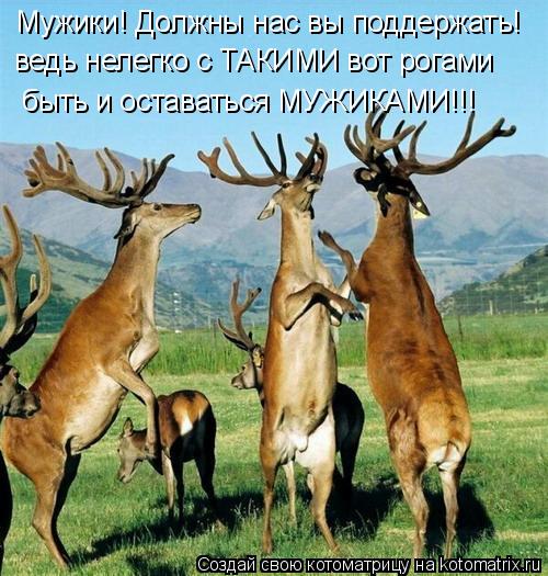 Мужики! Должны нас вы поддержать! ведь нелегко с ТАКИМИ вот рогами быть и оставаться МУЖИКАМИ!!!... Котоматрица: Мужики! Должны нас вы поддержать! ведь нелегко с ТАКИМИ вот рогами быть и оставаться МУЖИКАМИ!!!