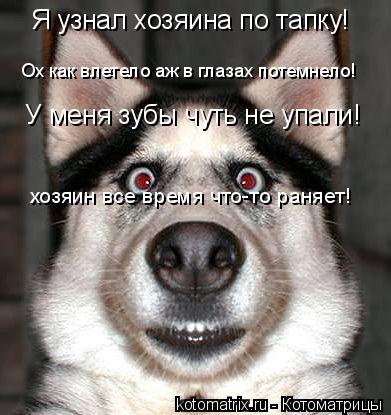 Ох как влетело аж в глазах потемнело! У меня зубы чуть не упали! хозяин все время что-то раняет! Я... Котоматрица: Ох как влетело аж в глазах потемнело! У меня зубы чуть не упали! хозяин все время что-то раняет! Я узнал хозяина по тапку!