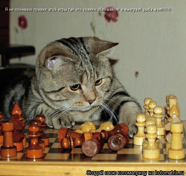 Я не понимаю правил этой игры так что хозяин обломайся! я выиграл! рыба моя!!!!!!!... Котоматрица: Я не понимаю правил этой игры так что хозяин обломайся! я выиграл! рыба моя!!!!!!!