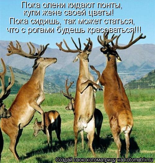 Пока олени кидают понты, купи жене своей цветы! Пока сидишь, так может статься, что с рогами будешь ... Котоматрица: Пока олени кидают понты, купи жене своей цветы! Пока сидишь, так может статься, что с рогами будешь красоваться!!!