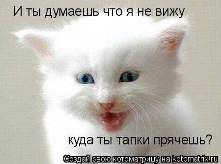 И ты думаешь что я не вижу куда ты тапки прячешь?... Котоматрица: И ты думаешь что я не вижу куда ты тапки прячешь?