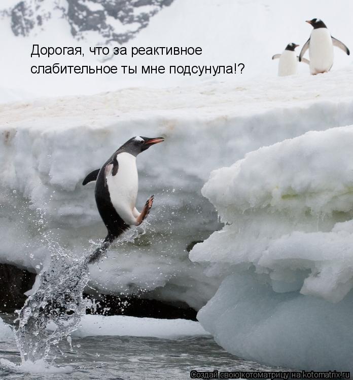 Дорогая, что за реактивное слабительное ты мне подсунула!?... Котоматрица: Дорогая, что за реактивное слабительное ты мне подсунула!?
