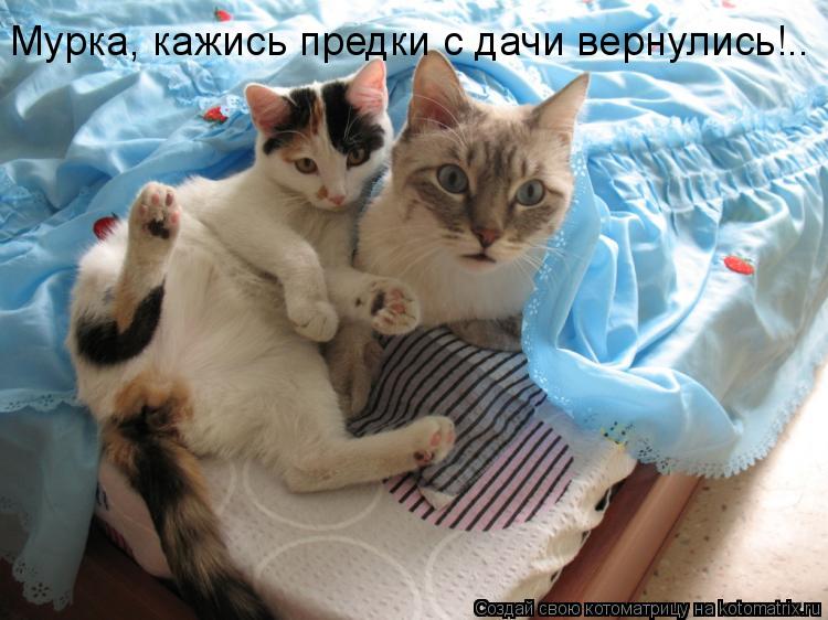 Мурка, кажись предки с дачи вернулись!..... Котоматрица: Мурка, кажись предки с дачи вернулись!..