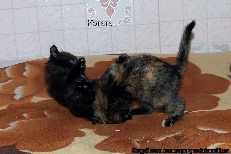Котатэ... Котоматрица: Котатэ