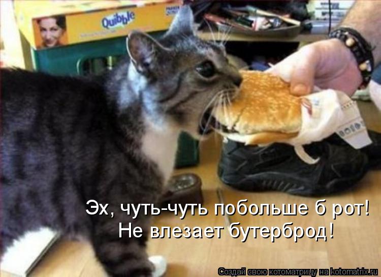 Эх, чуть-чуть побольше б рот! Не влезает бутерброд!... Котоматрица: Эх, чуть-чуть побольше б рот! Не влезает бутерброд!