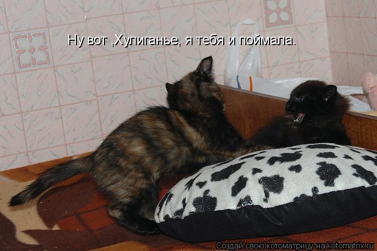 Ну вот ,Хулиганье, я тебя и поймала.... Котоматрица: Ну вот ,Хулиганье, я тебя и поймала.
