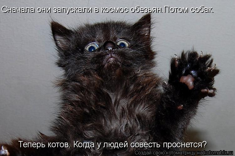 Сначала они запускали в космос обезьян.Потом собак. Теперь котов. Когда у людей совесть проснется?... Котоматрица: Сначала они запускали в космос обезьян.Потом собак. Теперь котов. Когда у людей совесть проснется?