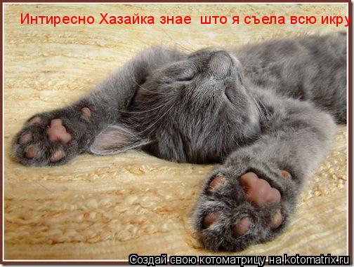 Интиресно икри и Интиресно Хазайка знае што я съела всю икру... Котоматрица: Интиресно икри и Интиресно Хазайка знае што я съела всю икру