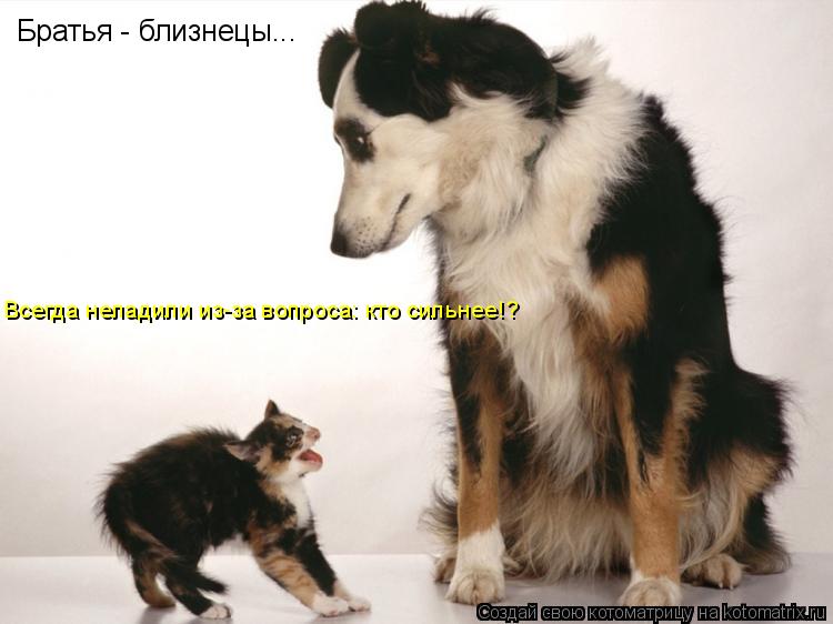 Братья - близнецы... Всегда неладили из-за вопроса: кто сильнее!?... Котоматрица: Братья - близнецы... Всегда неладили из-за вопроса: кто сильнее!?