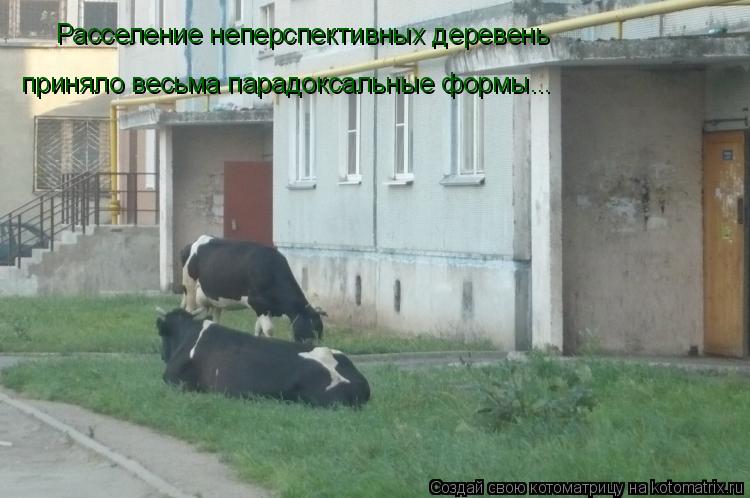 Расселение неперспективных деревень приняло весьма парадоксальные формы...... Котоматрица: Расселение неперспективных деревень приняло весьма парадоксальные формы...