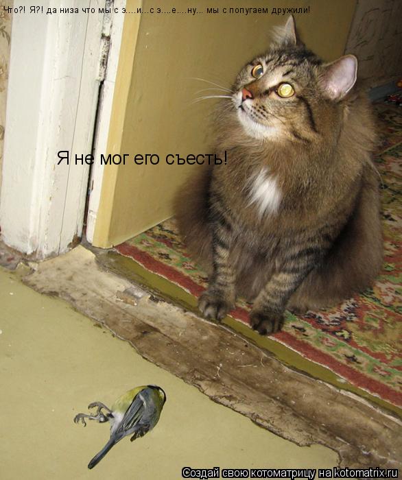 Что?! Я?! да низа что мы с э....и...с э....е....ну... мы с попугаем дружили! Я не мог его съесть!... Котоматрица: Что?! Я?! да низа что мы с э....и...с э....е....ну... мы с попугаем дружили! Я не мог его съесть!