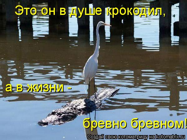 Котоматрица: а в жизни -  бревно бревном! Это он в душе крокодил,