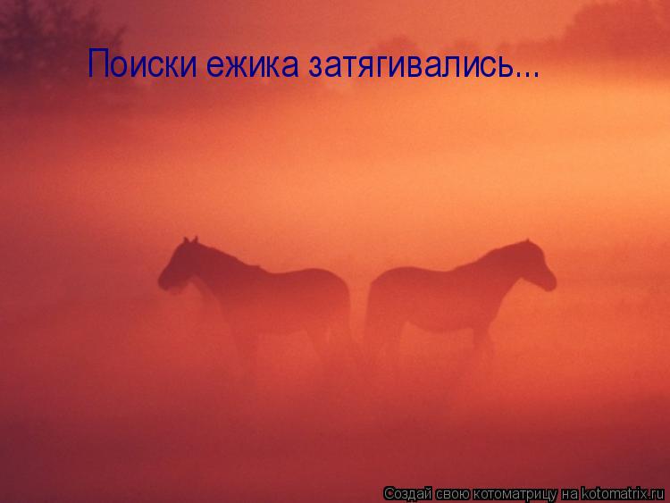 Поиски ежика затягивались...... Котоматрица: Поиски ежика затягивались...
