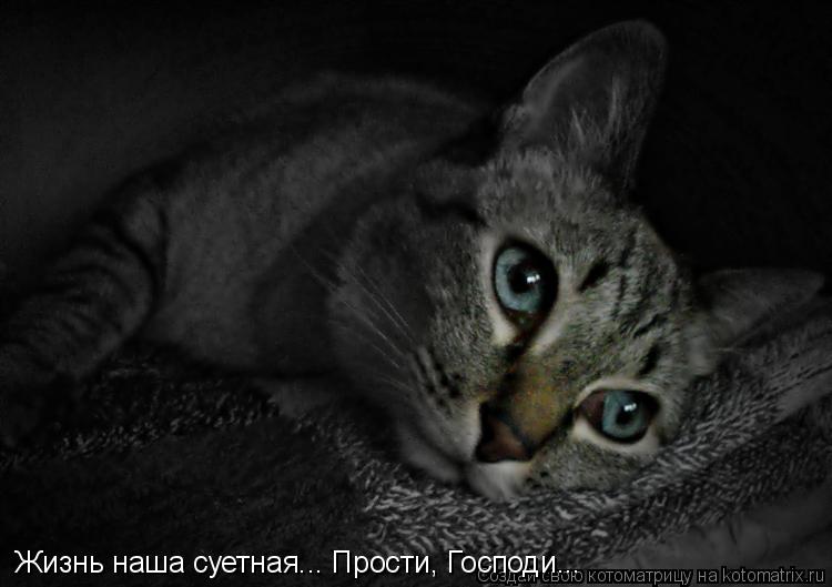 Жизнь наша суетная... Прости, Господи...... Котоматрица: Жизнь наша суетная... Прости, Господи...