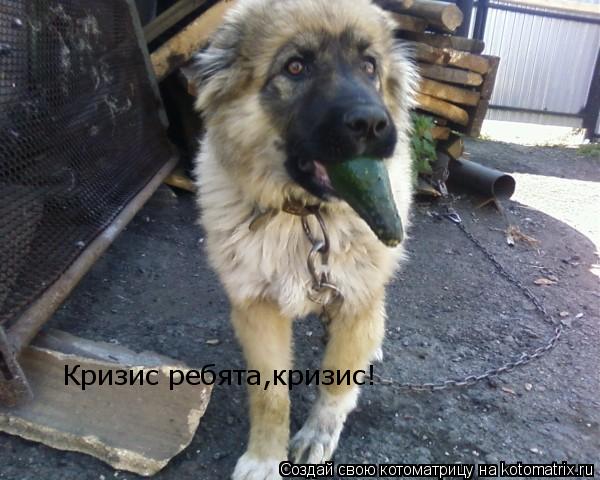 Кризис ребята,кризис!... Котоматрица: Кризис ребята,кризис!