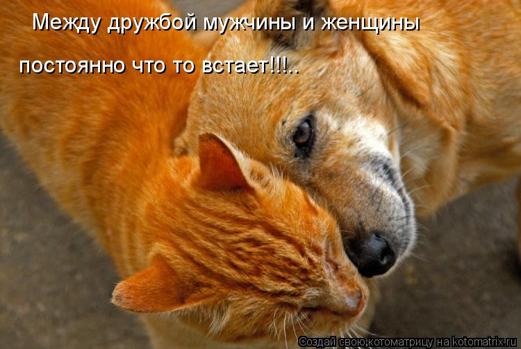 Между дружбой мужчины и женщины постоянно что то встает!!!..... Котоматрица: Между дружбой мужчины и женщины постоянно что то встает!!!..
