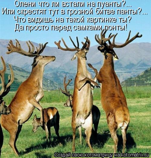 Олени что ли встали на пуанты?... Или скрестят тут в грозной битве панты?... Что видишь на такой карт... Котоматрица: Олени что ли встали на пуанты?... Или скрестят тут в грозной битве панты?... Что видишь на такой картинке ты? Да просто перед самками понты!
