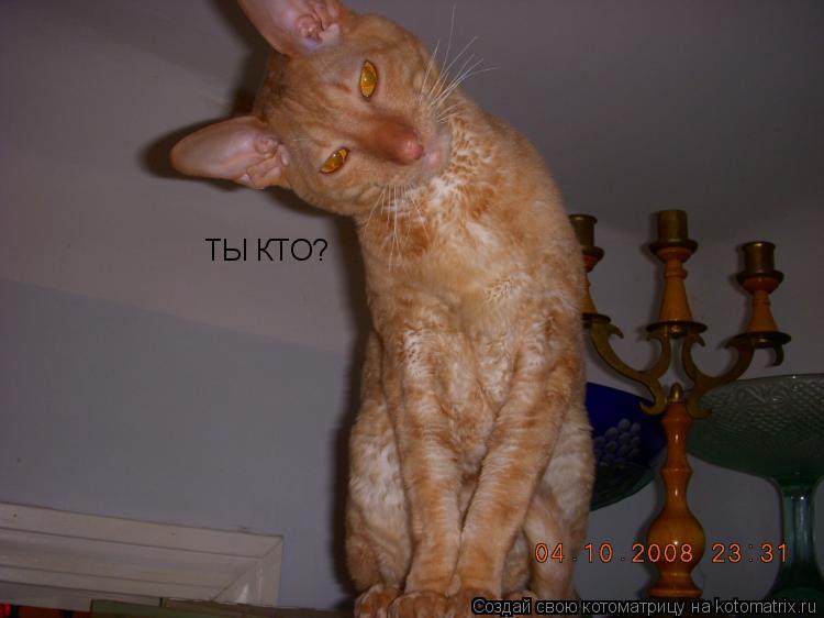 ТЫ КТО?... Котоматрица: ТЫ КТО?