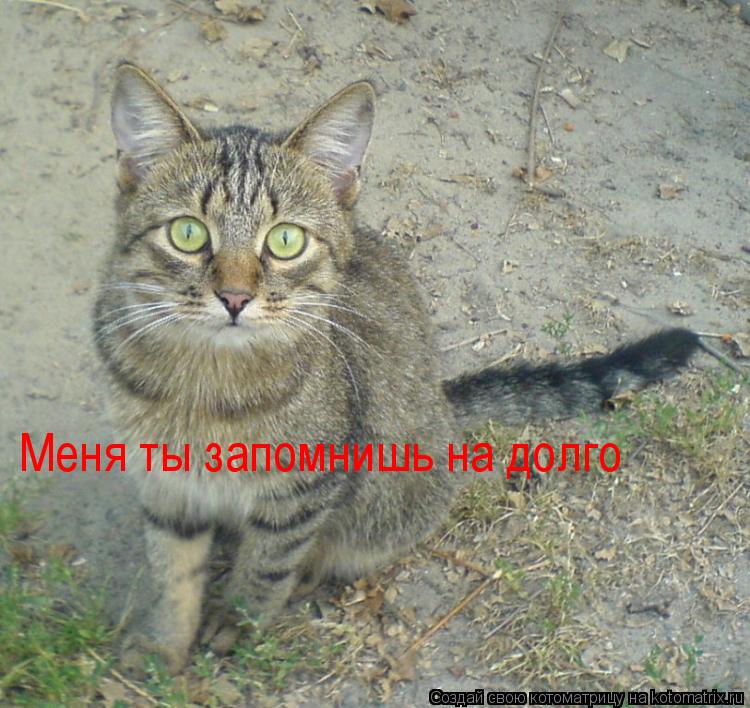 Меня ты запомнишь на долго... Котоматрица: Меня ты запомнишь на долго