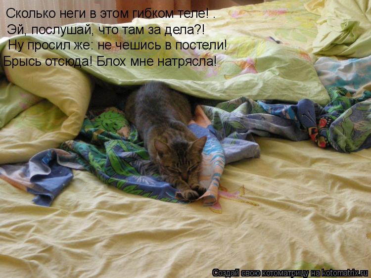 Сколько неги в этом гибком теле! … Эй, послушай, что там за дела?! Ну просил же: не чешись в постели!... Котоматрица: Сколько неги в этом гибком теле! … Эй, послушай, что там за дела?! Ну просил же: не чешись в постели! Брысь отсюда! Блох мне натрясла!