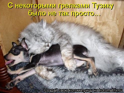 С некоторыми грелками Тузику было не так просто...... Котоматрица: С некоторыми грелками Тузику было не так просто...