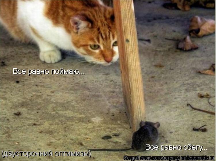Все равно поймаю... Все равно сбегу... (двусторонний оптимизм)... Котоматрица: Все равно поймаю... Все равно сбегу... (двусторонний оптимизм)