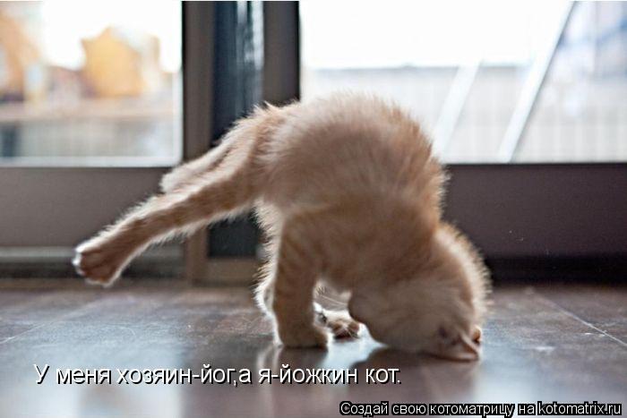 У меня хозяин-йог,а я-йожкин кот.... Котоматрица: У меня хозяин-йог,а я-йожкин кот.