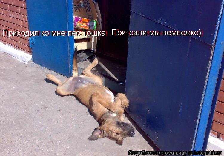 Приодил ко мне пес Тошка Приходил ко мне пес Тошка.. Поиграли мы немножко) Приодил ко мне пес Тошка П... Котоматрица: Приодил ко мне пес Тошка Приходил ко мне пес Тошка.. Поиграли мы немножко) Приодил ко мне пес Тошка Приходил ко мне пес Тошка Поиграли мы нем