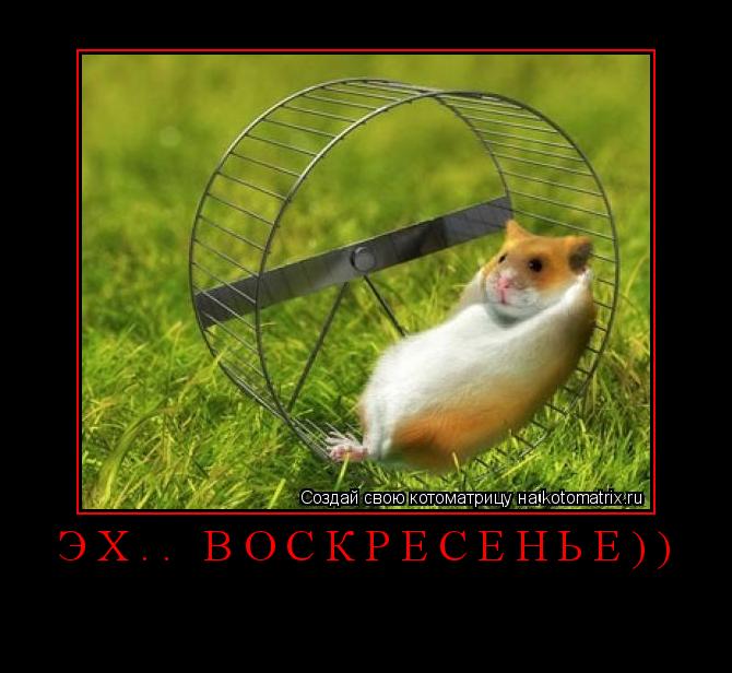эх.. воскресенье)) ... Котоматрица: эх.. воскресенье))