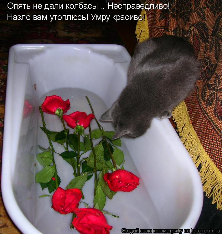 Опять не дали колбасы... Несправедливо! Назло вам утоплюсь! Умру красиво!... Котоматрица: Опять не дали колбасы... Несправедливо! Назло вам утоплюсь! Умру красиво!