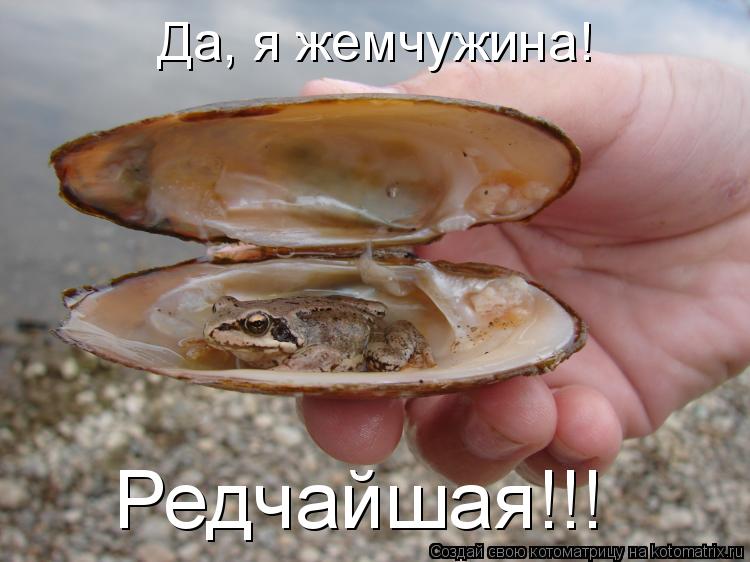 Да, я жемчужина! Редчайшая!!!... Котоматрица: Да, я жемчужина! Редчайшая!!!