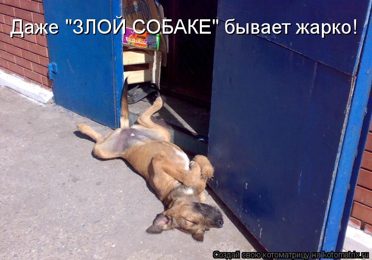 Даже "ЗЛОЙ СОБАКЕ" бывает жарко!... Котоматрица: Даже "ЗЛОЙ СОБАКЕ" бывает жарко!